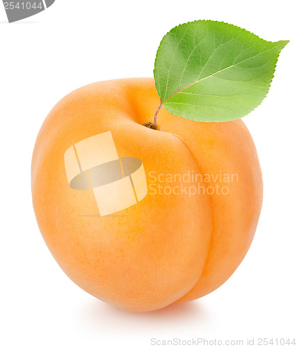 Image of Apricot with leaf