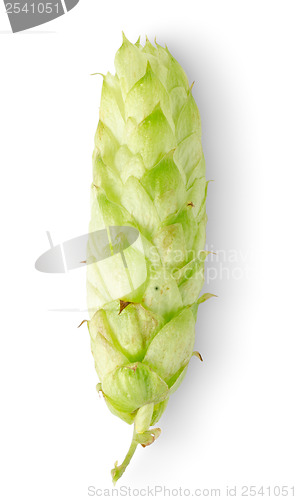 Image of Green hop