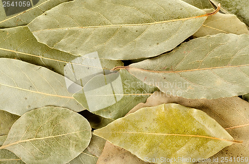 Image of Arrangement of bay leaves