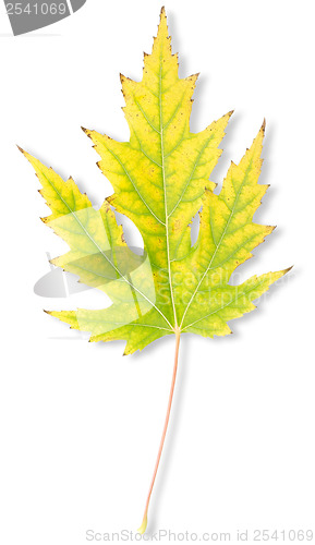 Image of Yellow autumn maple leaf