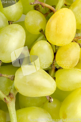 Image of Grapes background