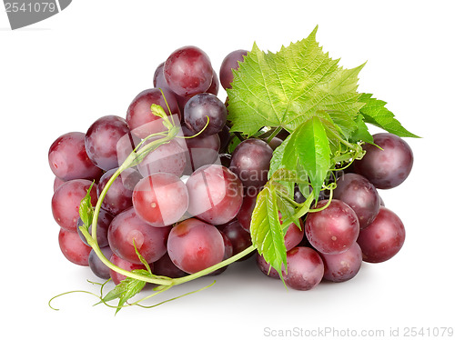 Image of Dark blue grapes with a vine