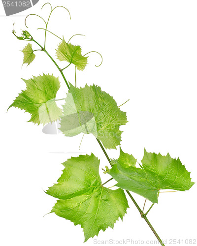 Image of Fresh grape leaves isolated