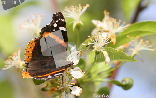 Image of Perched Butterfly