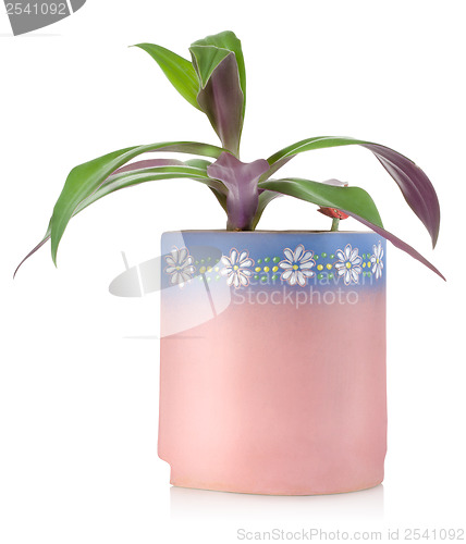 Image of Flower in a ceramic pot