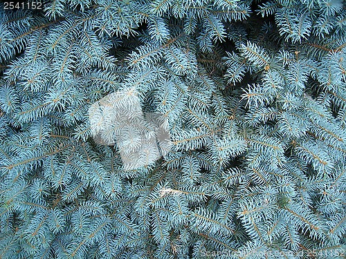 Image of light blue branches of young fur-tree