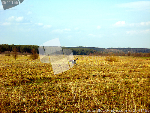 Image of white stork flying above the field