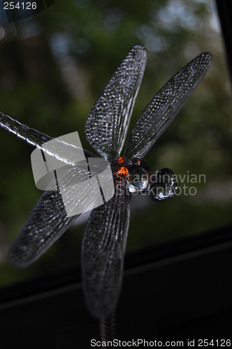 Image of Dragonfly