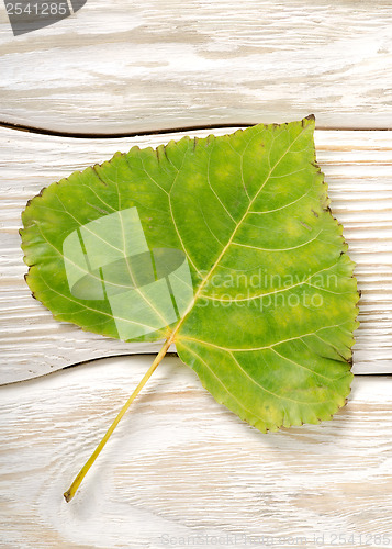 Image of Poplar leaf on a wooden background