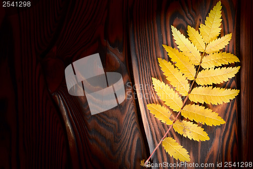 Image of Autumn leaf on the boards
