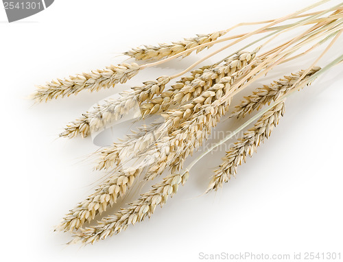 Image of Stalks of wheat