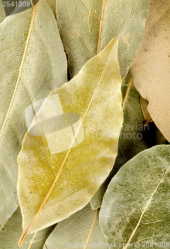 Image of Vertical background with bay leaf