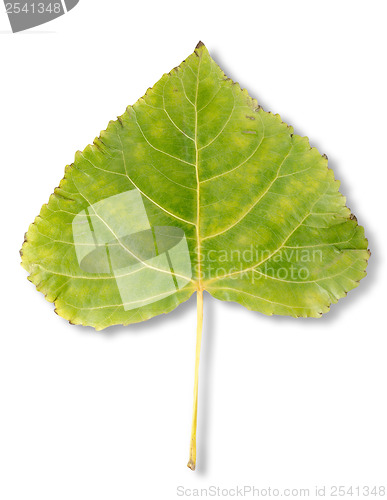 Image of Autumn leaf poplar
