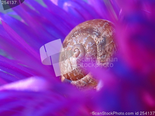 Image of ''Snail 1''