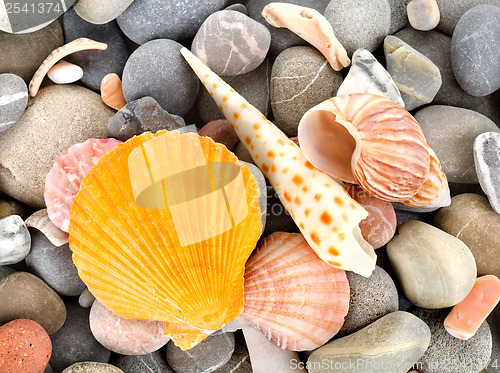 Image of Starfish and sea shells