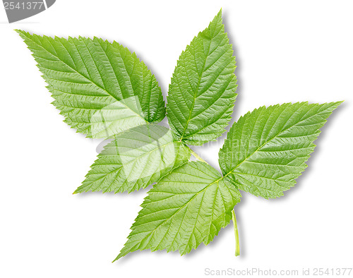 Image of Raspberry leaves isolated