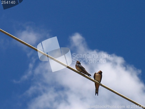 Image of ''Swallows birds1''