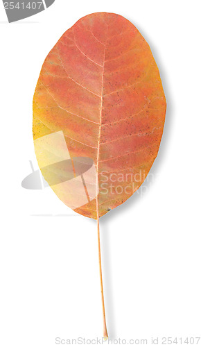 Image of Autumn leaf