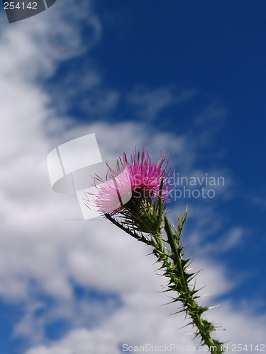 Image of ''thistle 1''