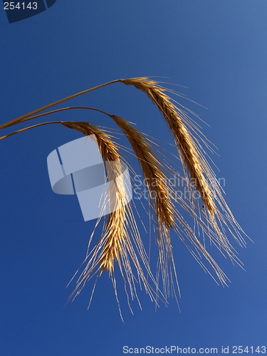 Image of ''Wheat 1''