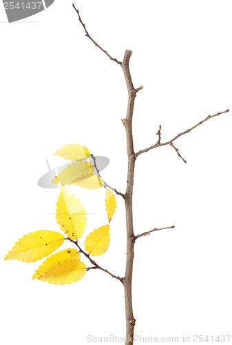 Image of Yellow autumn branch isolated