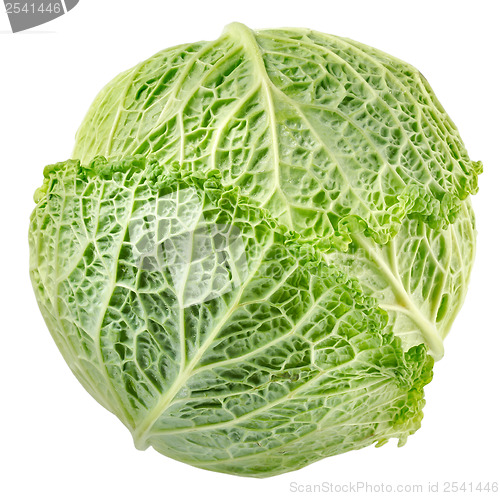 Image of Cabbage top view