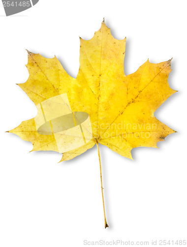 Image of Autumn maple leaf isolated