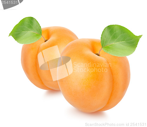 Image of Two apricots with leaves