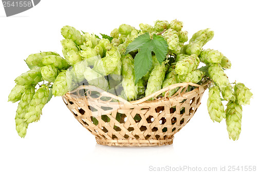 Image of Hops in a basket isolated