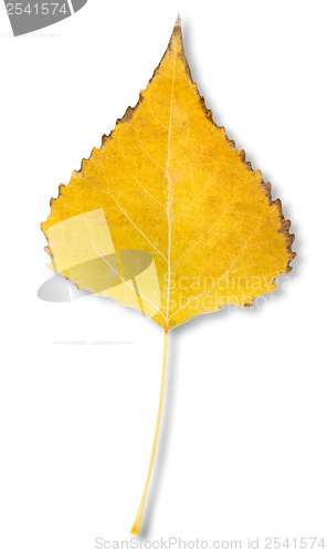 Image of Birch leaf