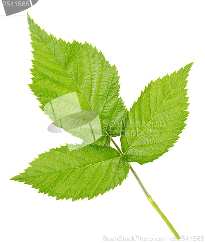 Image of Three leaves of raspberry