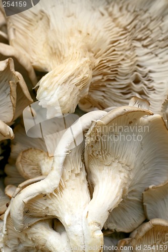 Image of Mushroom