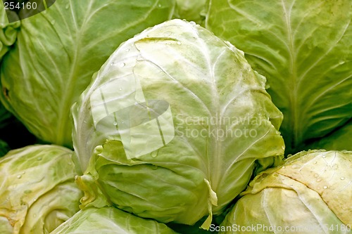 Image of Organic cabbage