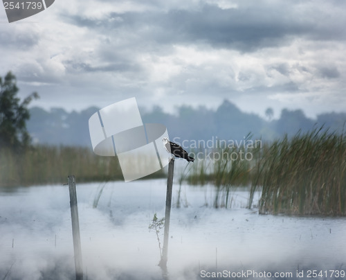 Image of Foggy Morning On A Lake