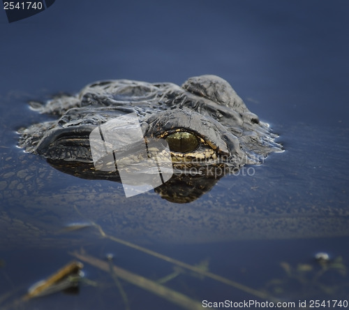 Image of Alligator Head In The Water 