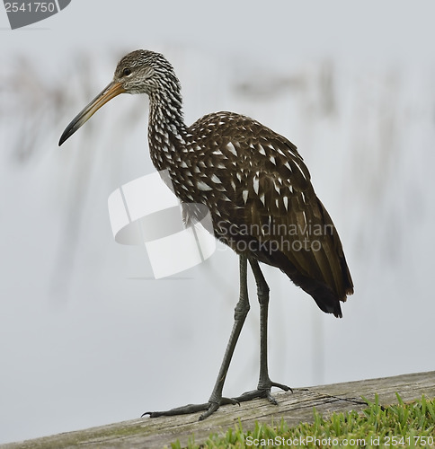 Image of Limpkin Bird