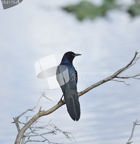 Image of Blackbird On A Branch