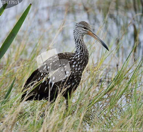 Image of Limpkin Bird