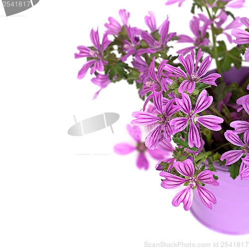 Image of wild violet flowers in bucket