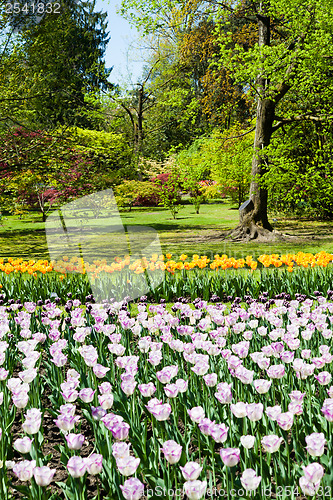 Image of Tulips garden