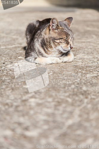 Image of Sleeping cat