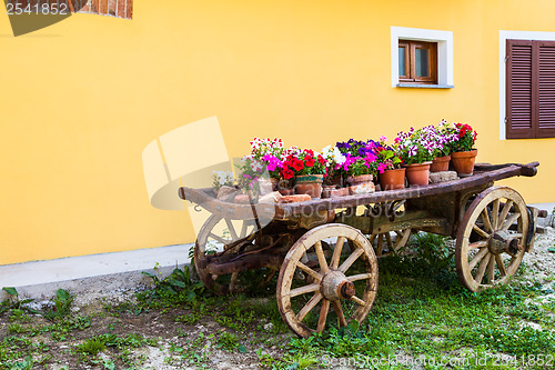 Image of Tuscany flowers