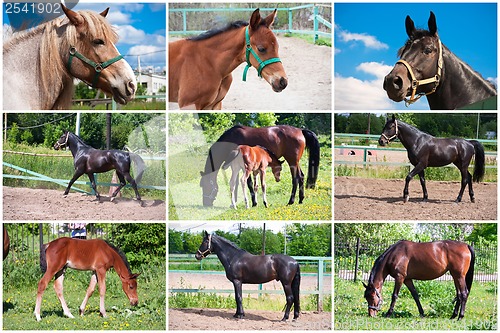 Image of Horse