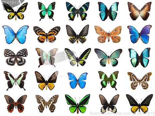 Image of Tropical butterflies