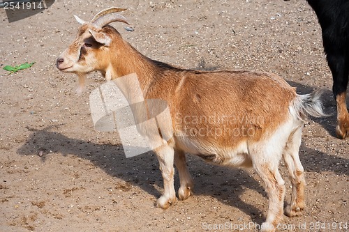 Image of Goat