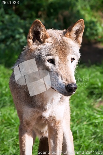 Image of Wolf