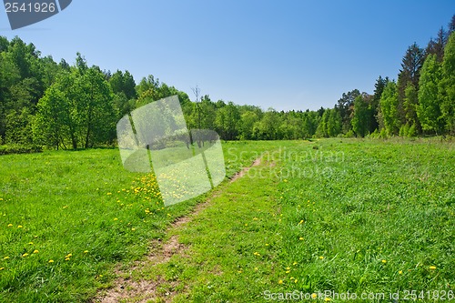 Image of Summer landscape
