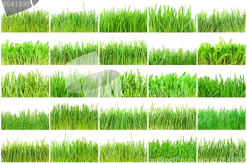 Image of Green grass
