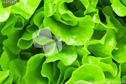 Image of Lettuce