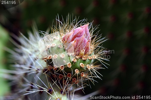 Image of flower cactus